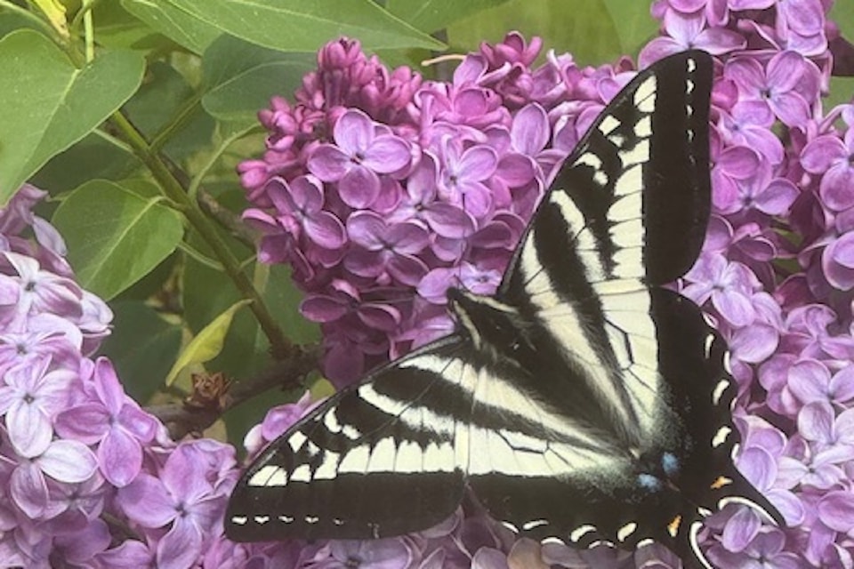 250528-pqn-butterfly