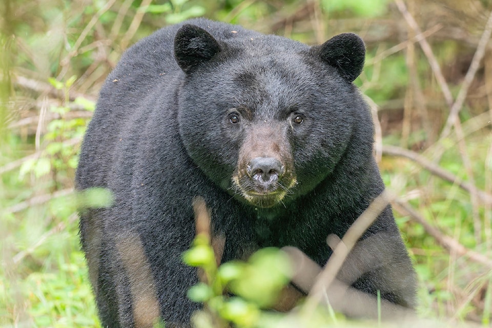 250528-pqn-photo-markle-bear