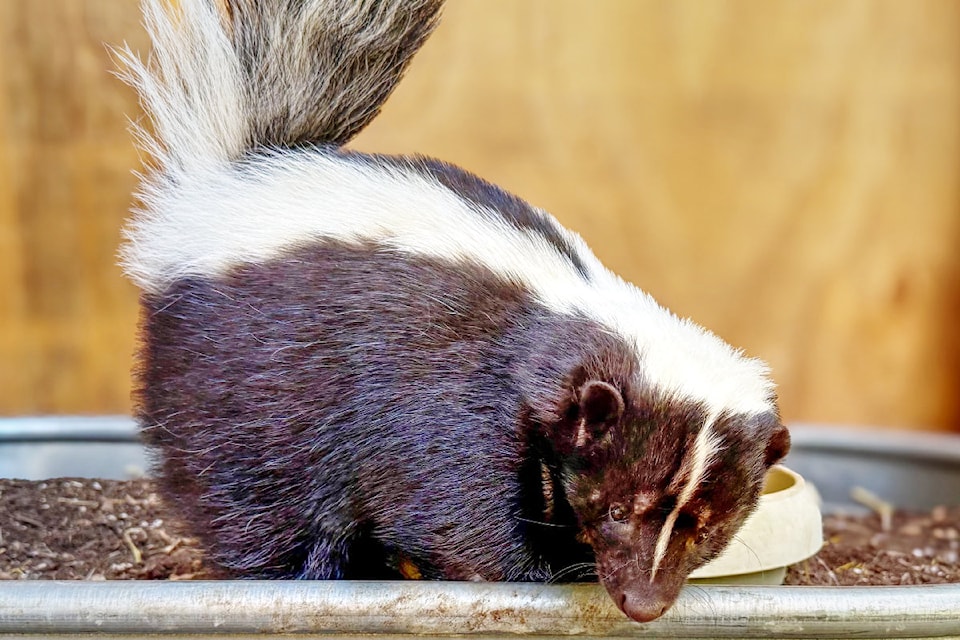 250604-pqn-pepe-le-skunk