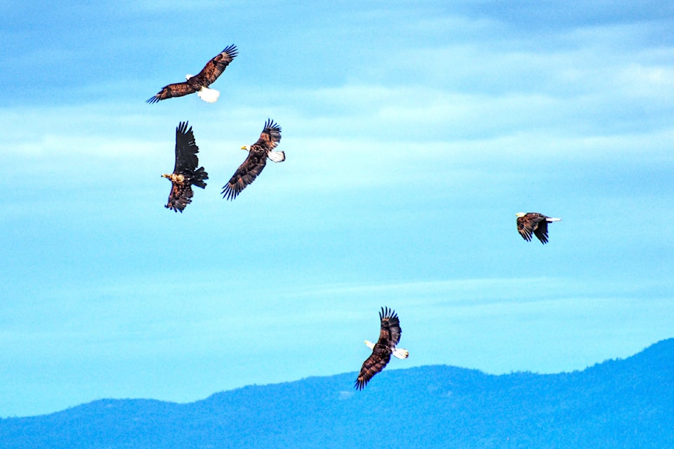 A group of eagles try to muscle each other out of the prime hunting ground at the Parksville Beach.