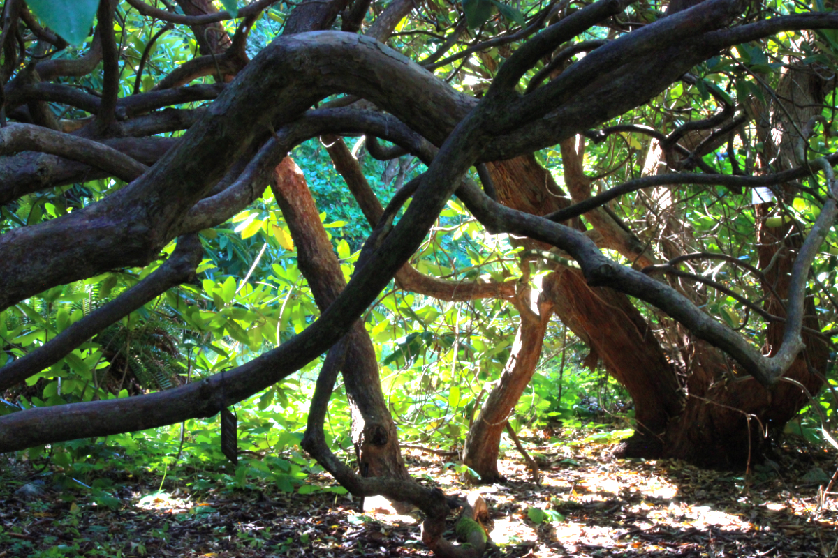 Qualicum Beach Museum latest exhibit educates on importance of trees
