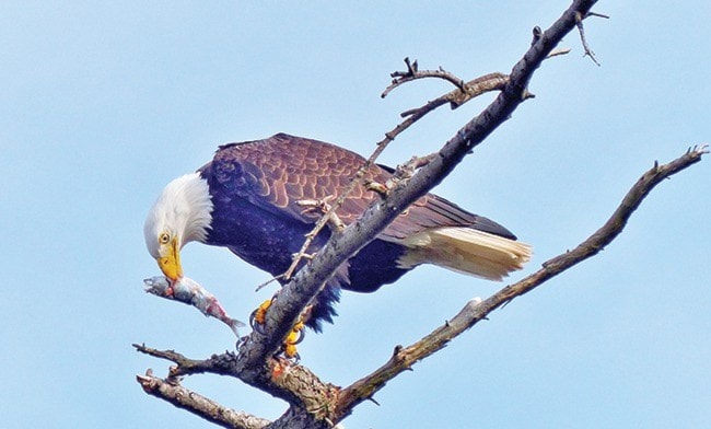 11302parksvilleWEBeagleherring-subm-mar9