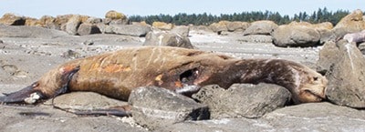 12945parksvilledeadsealion3