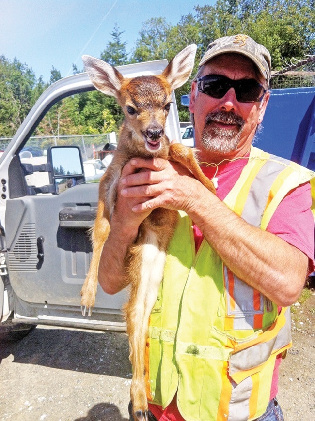 29324parksvilleWEBdeerinfence-subm-may30