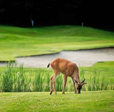 32212parksvilleDeeronCourse