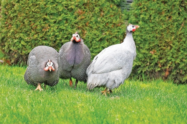 36653parksvilleWEBguineafowl-subm-feb16