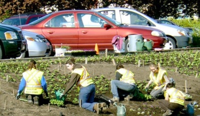 46535parksvilleQbflowerbed