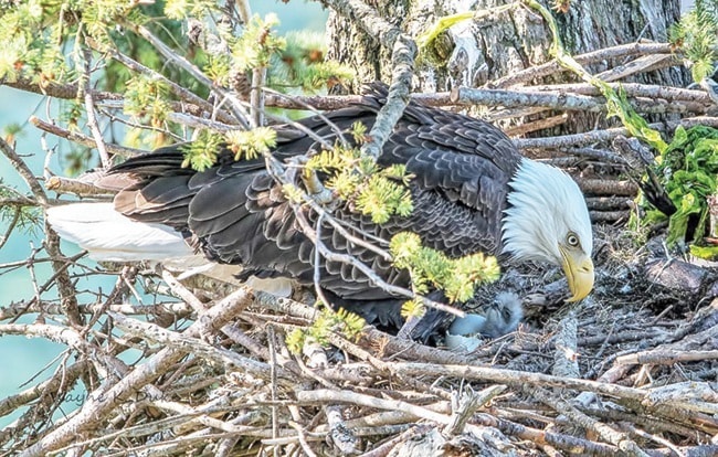 48945parksvilleWEBeaglefeeding-wd-may9