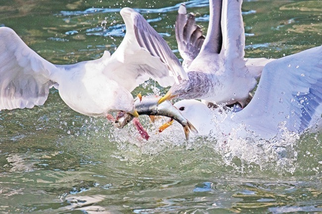 540parksvilleWEBgullsonherring-subm-mar8