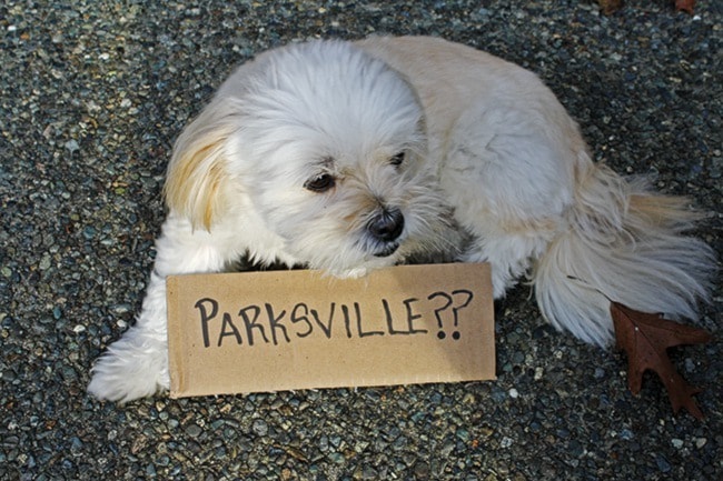 58373parksvilleWEBDogsBuses-cw-nov.11