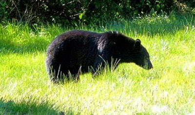 60003parksvilleWEBbear