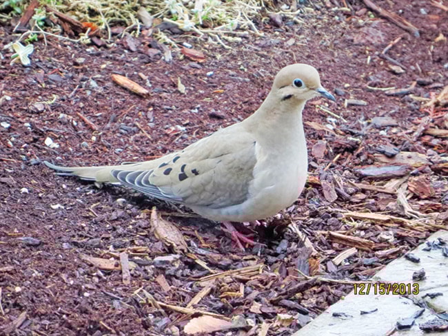 73779parksvilleWEB-xmasbirdcount-subm-nov25