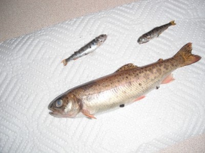 83392parksville2cohofry1trout