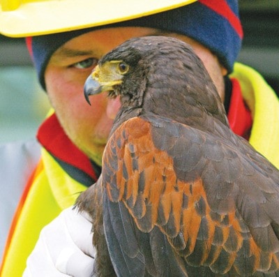 86916parksvillehawksaved2