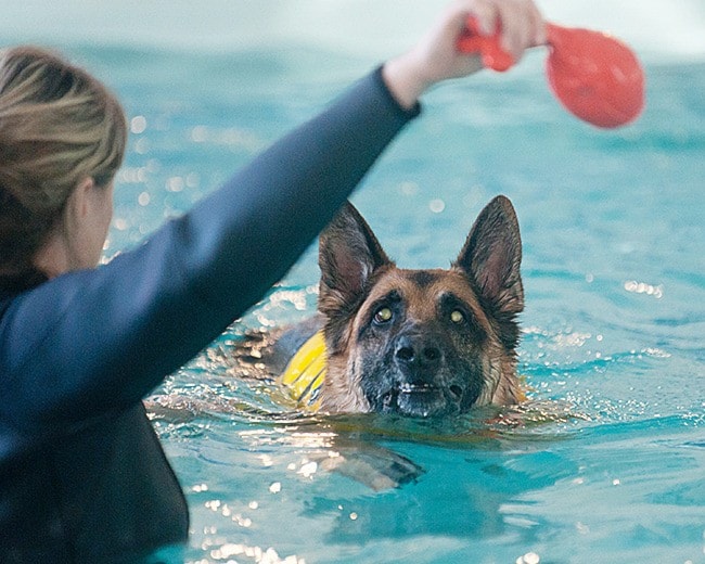 87511parksvillepooldogmax-jr-apr29WEB