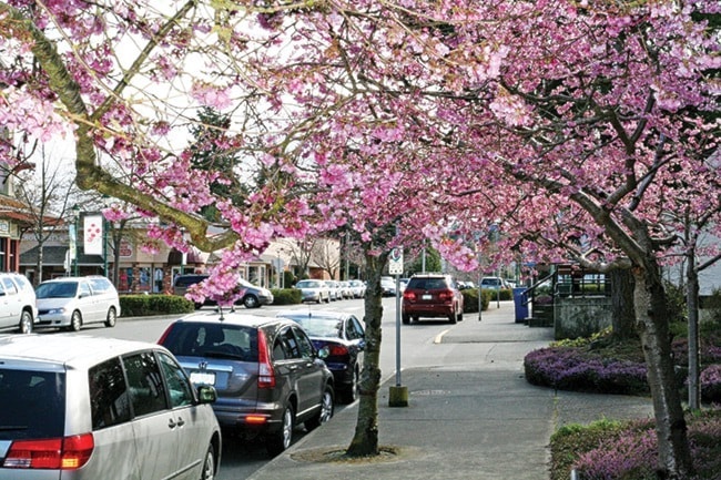 93671parksvilleWEBPinkTrees-LA-MArch28