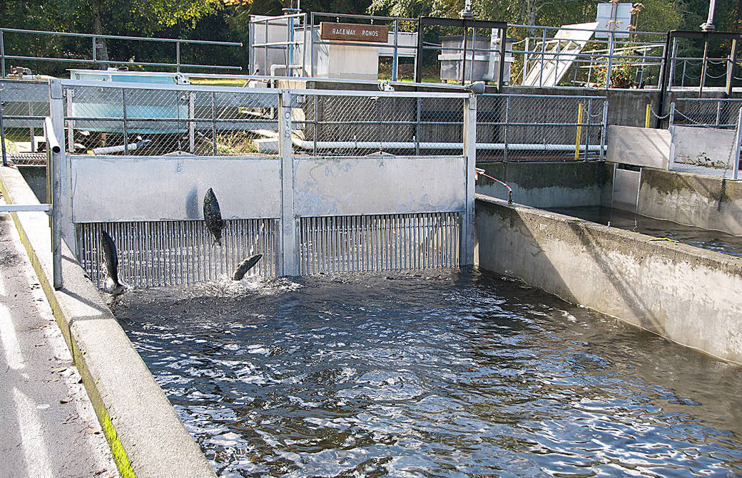 Qualicum hatchery loses thousands of fish in storm - Parksville