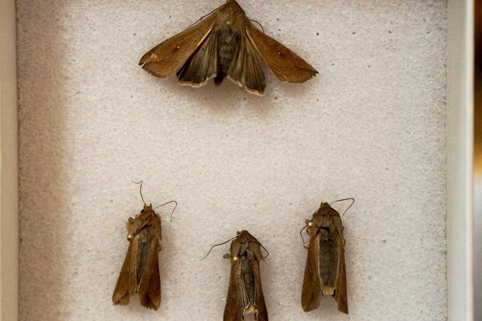7976367_web1_armyworm-moths