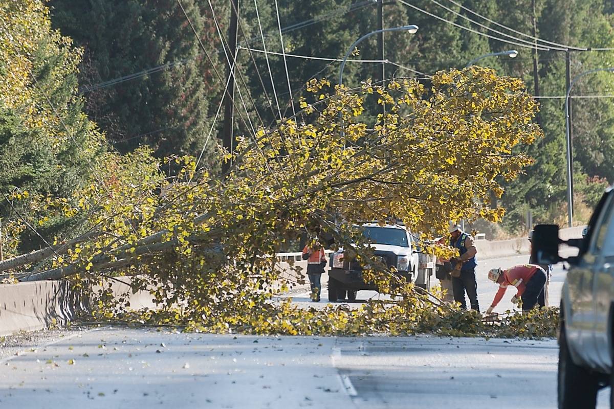 8962736_web1_171017-PQN-M-hwy19-tree-down-jr-oct17