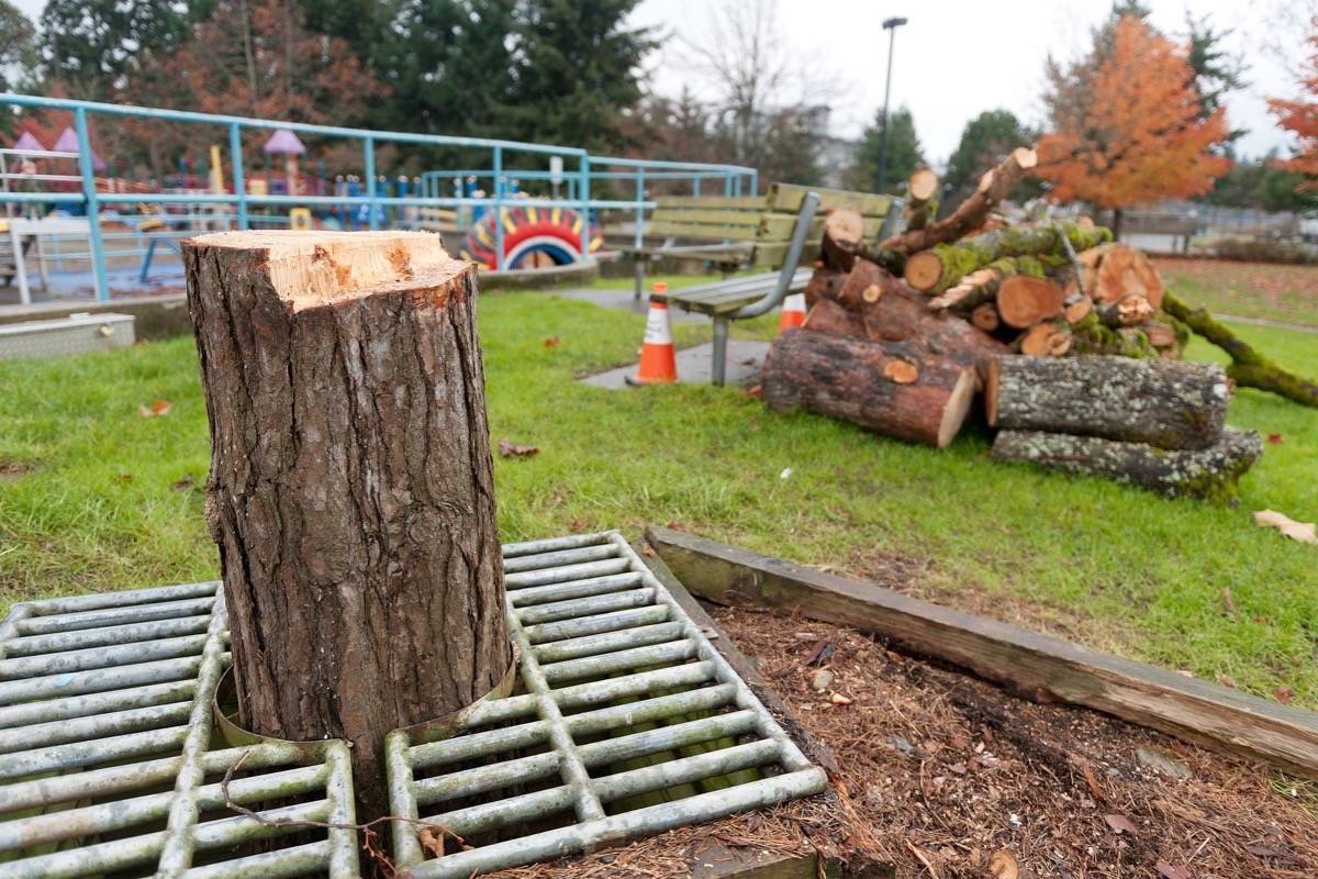 Problematic Parksville poplars to come down