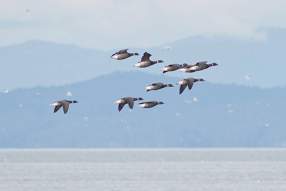 10997966_web1_180313-PQN-M-brant-count-flock-jr-mar6