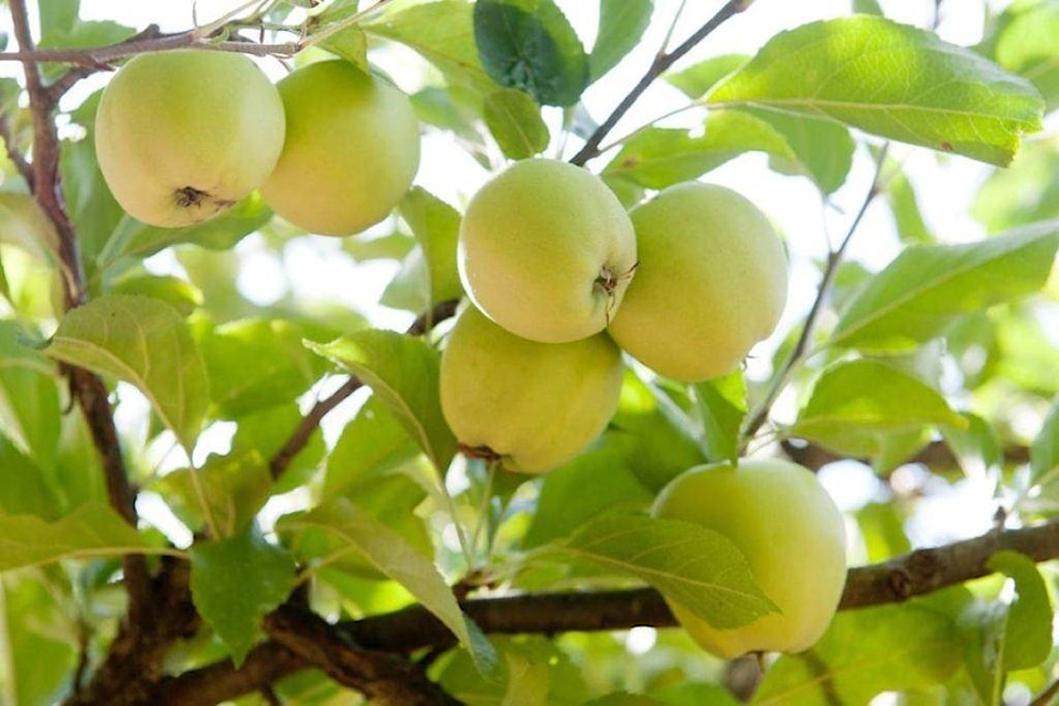 13713599_web1_apple-pressing-day