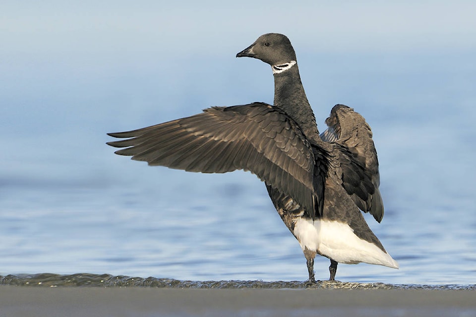 15373099_web1_WildNFree-brant-sub-apr5