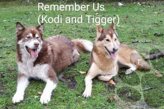 15845157_web1_kody-and-tiger