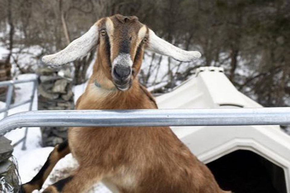 15960023_web1_lincoln-nubian-goat