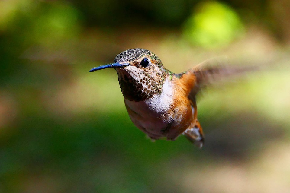 18359014_web1_hummingbird