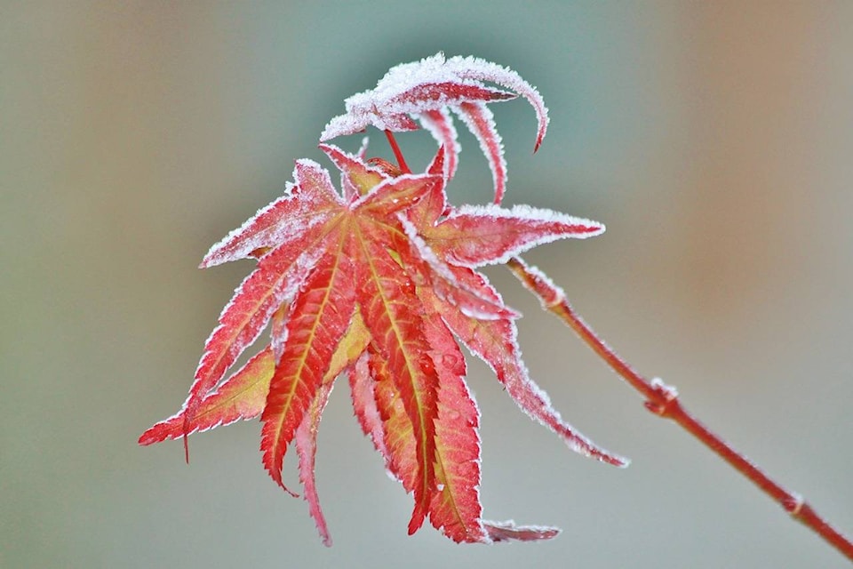 A frosty Maple leaf thawing with its fellow leaves on a brisk autumn morning. (Pixabay photo)