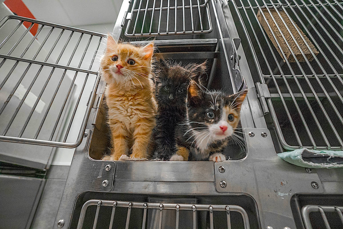 Spca near hot sale me cats