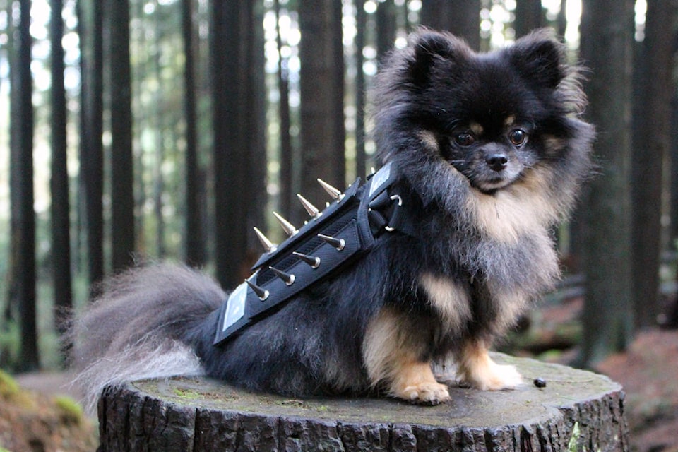 A small dog wearing a specialized harness called PredatorBwear. The harness was developed in North Vancouver and will be available for purchase next year. (PredatorBware photo)