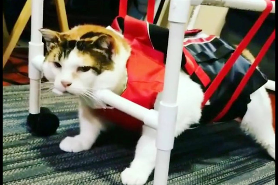 Wanda, a six-year-old house cat, has managed to lose 10 pounds in one year’s time thanks to Prince George veterinarian. (Osaka Animal Hospital/Instagram)