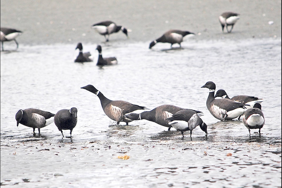 The Pacific Black Brant geese feeding and resting at the Parksville Community Park beach. (Michael Briones photo)