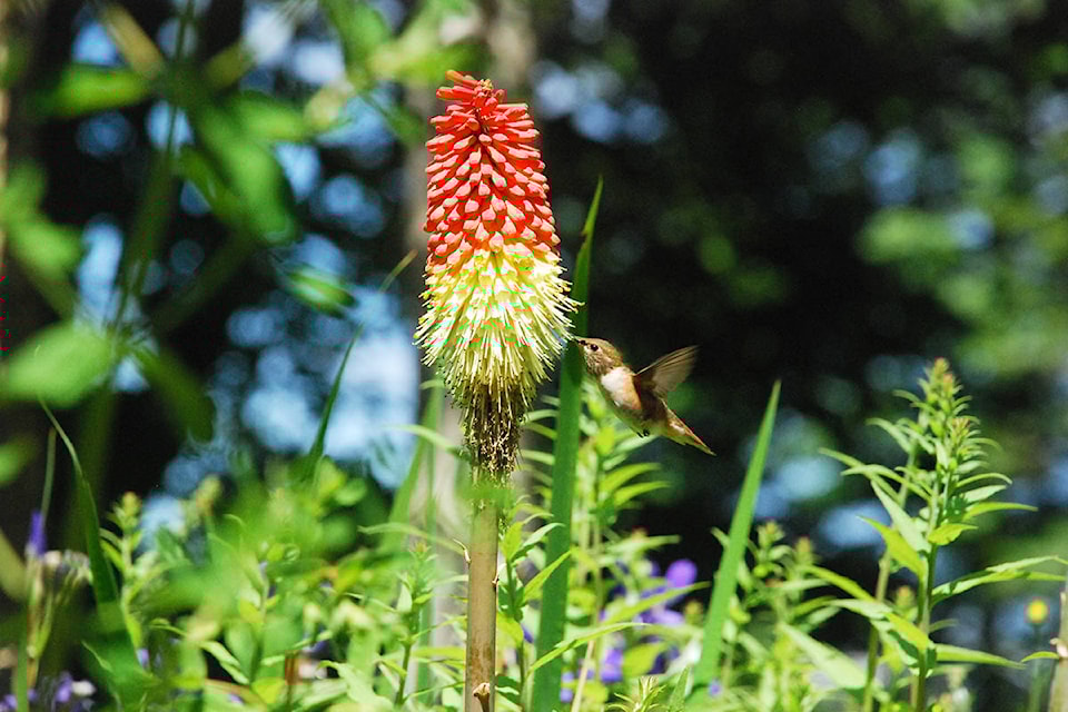 Photo submitted by David Beatty. “This photo was taken in my backyard in Qualicum Beach. The hummingbirds spend a lot of time feeding at the ‘Red Hot Pokers,’” he said. David Beatty
