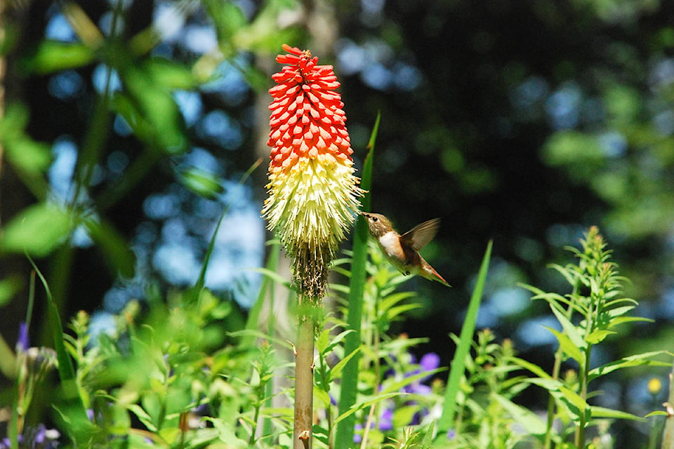 Photo submitted by David Beatty. “This photo was taken in my backyard in Qualicum Beach. The hummingbirds spend a lot of time feeding at the ‘Red Hot Pokers,’” he said. David Beatty