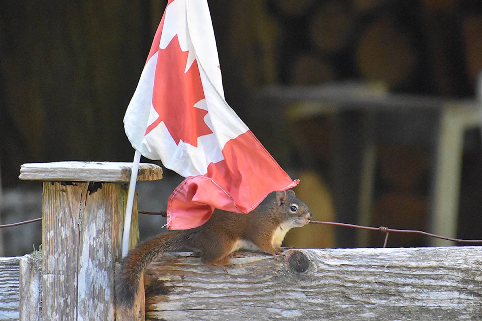 A squirrel attempts to make off with a small Canadian flag from the yard of Ali Weidlich of Qualicum Beach. (Ali Weidlich photo)