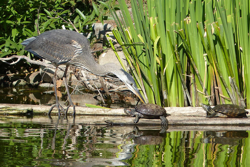 22597505_web1_180911-PQN-heron-breakfast