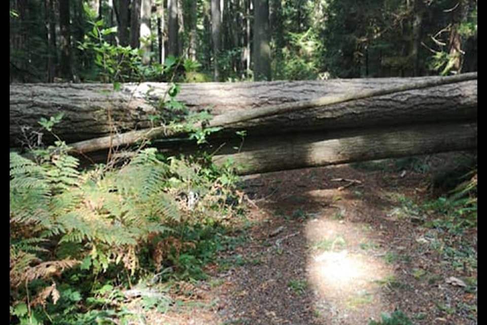 WATCH: High winds uproot large tree along Qualicum Beach