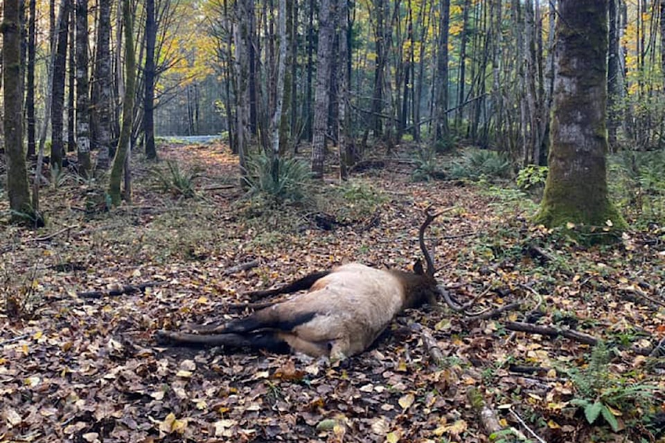 23106435_web1_201023-NBU-Elk-killings-_2