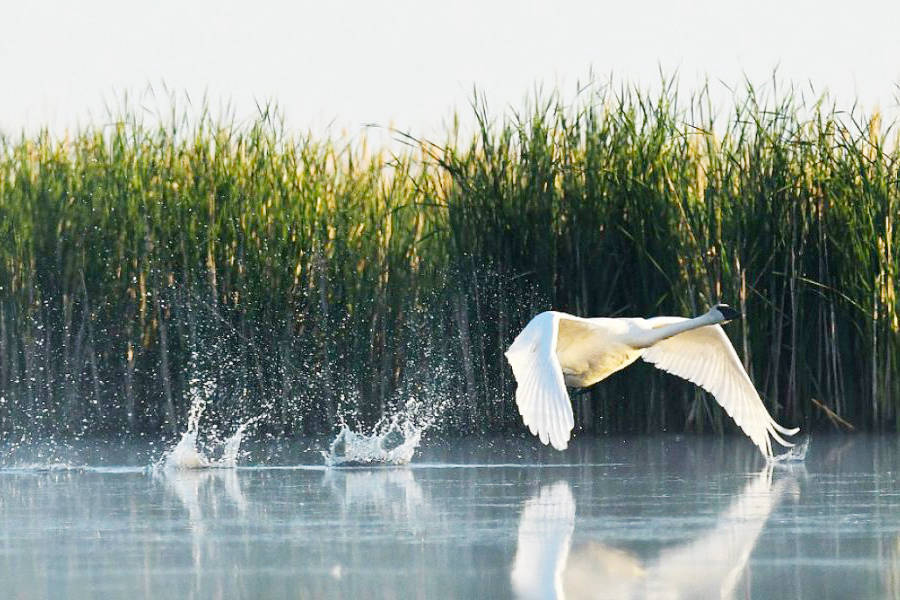 The trumpeter swan, a migratory bird that moves to Vancouver Island in the winter months, takes flight!