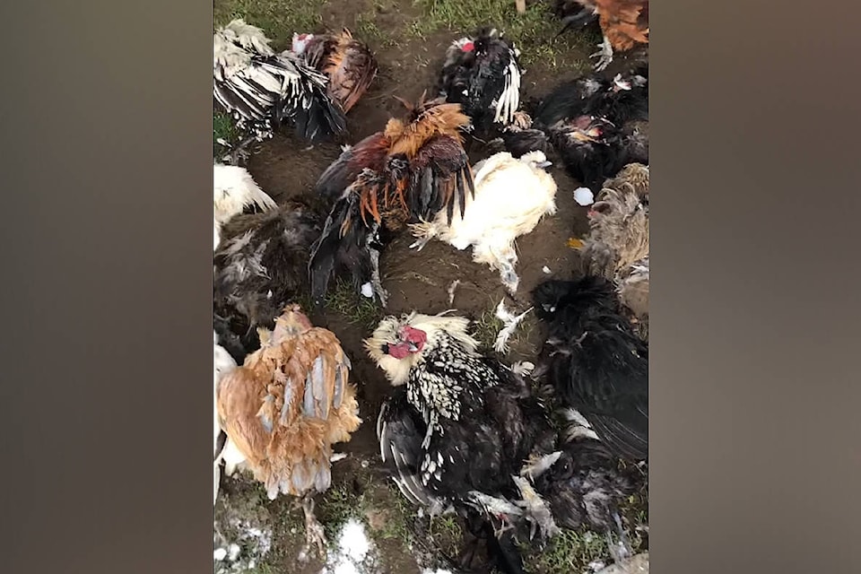 24272198_web1_210218-NBU-Dog-kills-chickens-_1