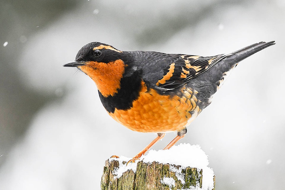 PQB News reader Mike Yip of Nanoose Bay shares this great shot. “The Varied Thrush is one of our prettiest winter birds,” he said. “It usually skulks in the forest until cold weather or snow forces it out in the open to search for food.”