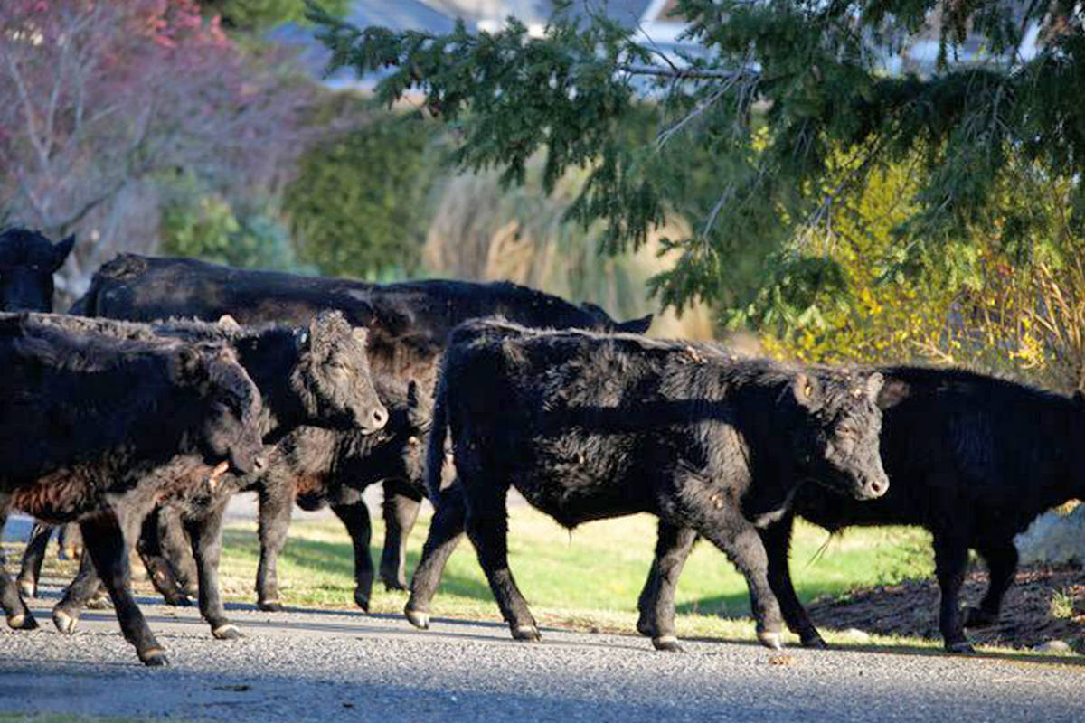 24676698_web1_210331-PQN-Cattle-On-The-Loose-COWSONTHELOOSE_2
