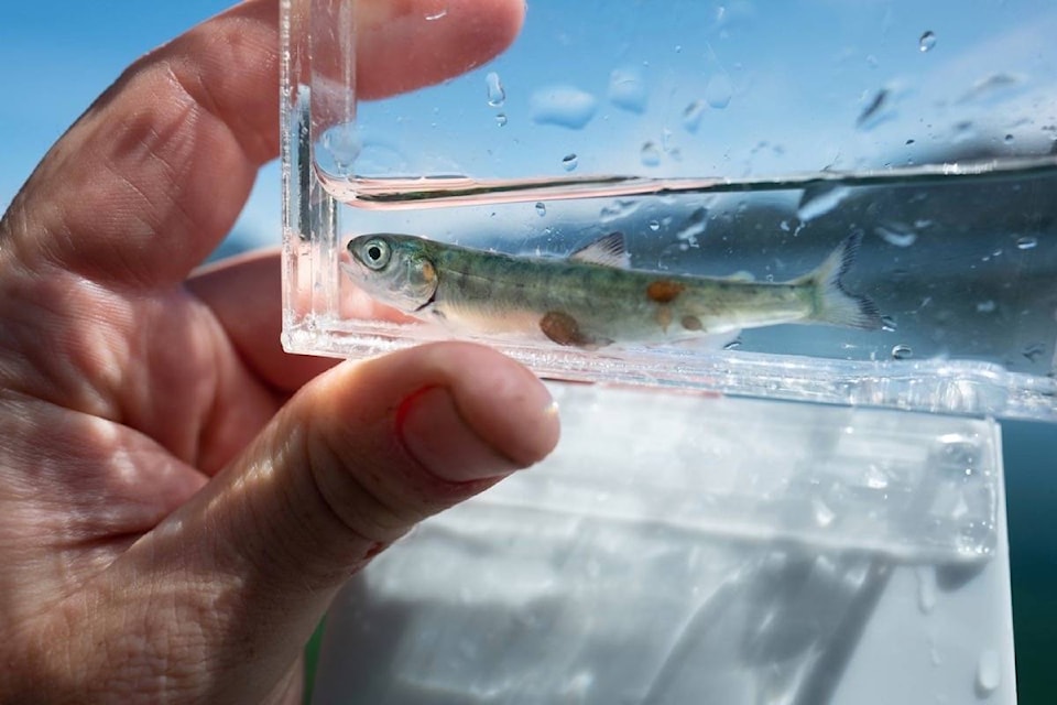 24924871_web1_210329-UWN-sea-lice-monitoring-report-clayoquot-sound-SALMONG_1