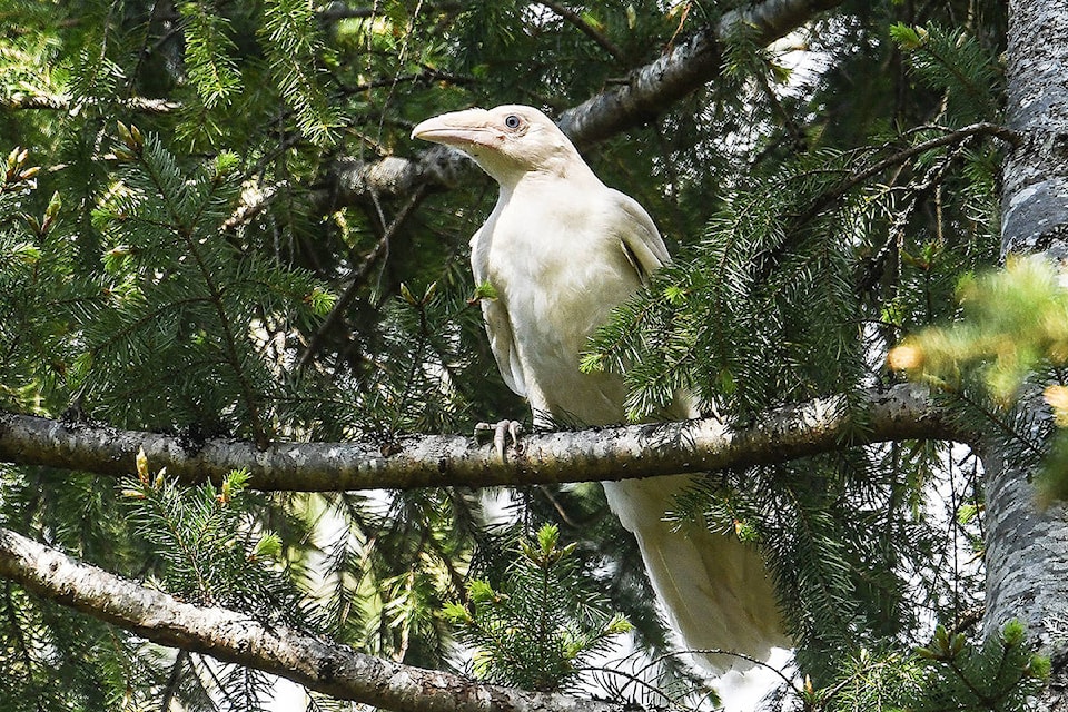 25187304_web1_210519-PQN-white-raven-ravens_1