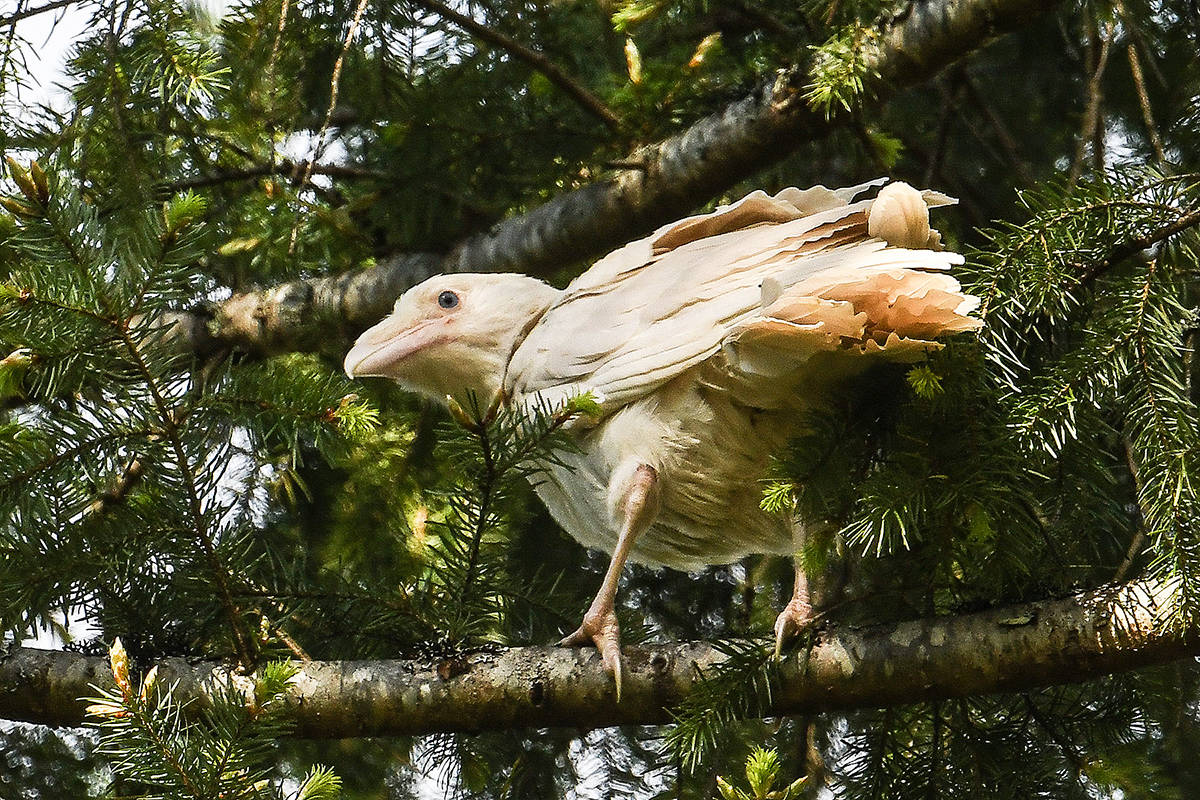 25187304_web1_210519-PQN-white-raven-ravens_3