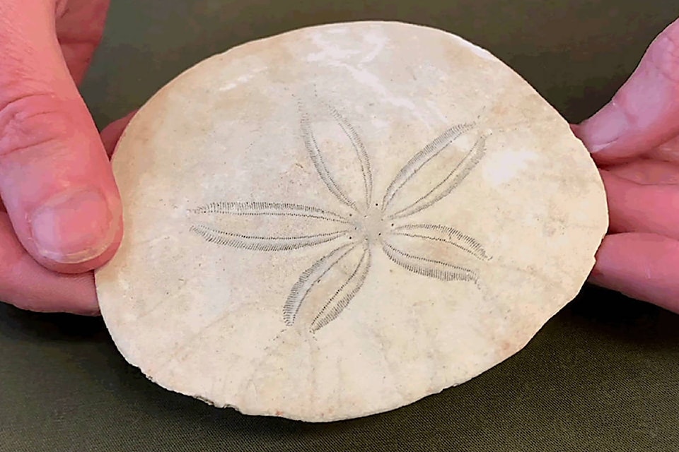 Pacific sand dollars are a local species which belong to the same group as sea urchins. While alive, they are covered entirely by thousands of densely packed, short and slender spikes. (Photo courtesy of Louise Page)