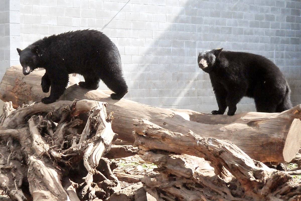 RDN Secure garbage bins to protect bears, other wildlife and humans in